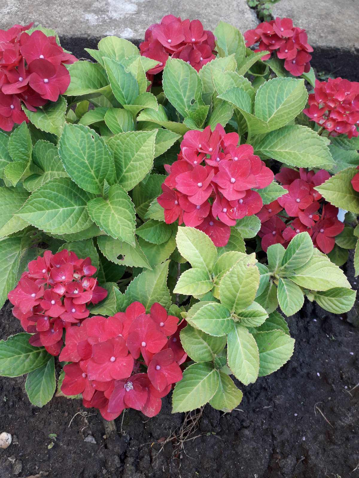 Таз қара әйелдер