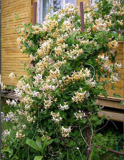 Волосатые письки бар аналардың порносы Ноутбук жөндеу порно