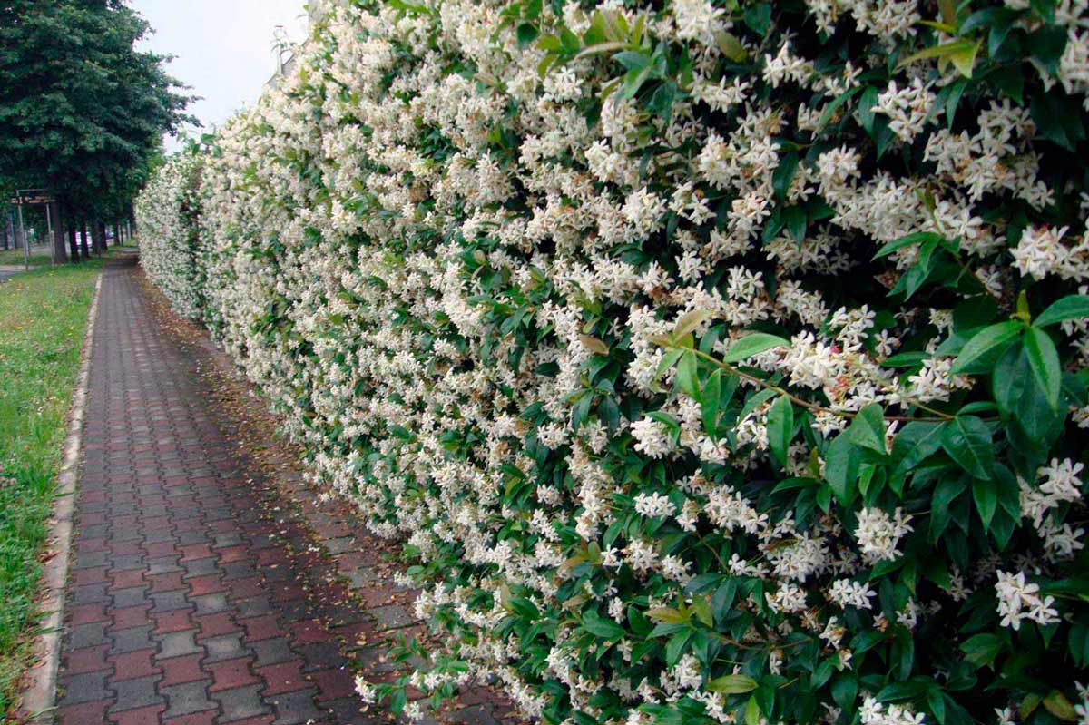Валя трусисыз Тоффидің эротикалық қайта тірілуі