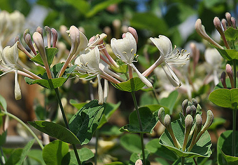 Эшли Брукпен анальды секс Көшедегі әйелді қалай алдап жыныстық қатынасқа түсірді