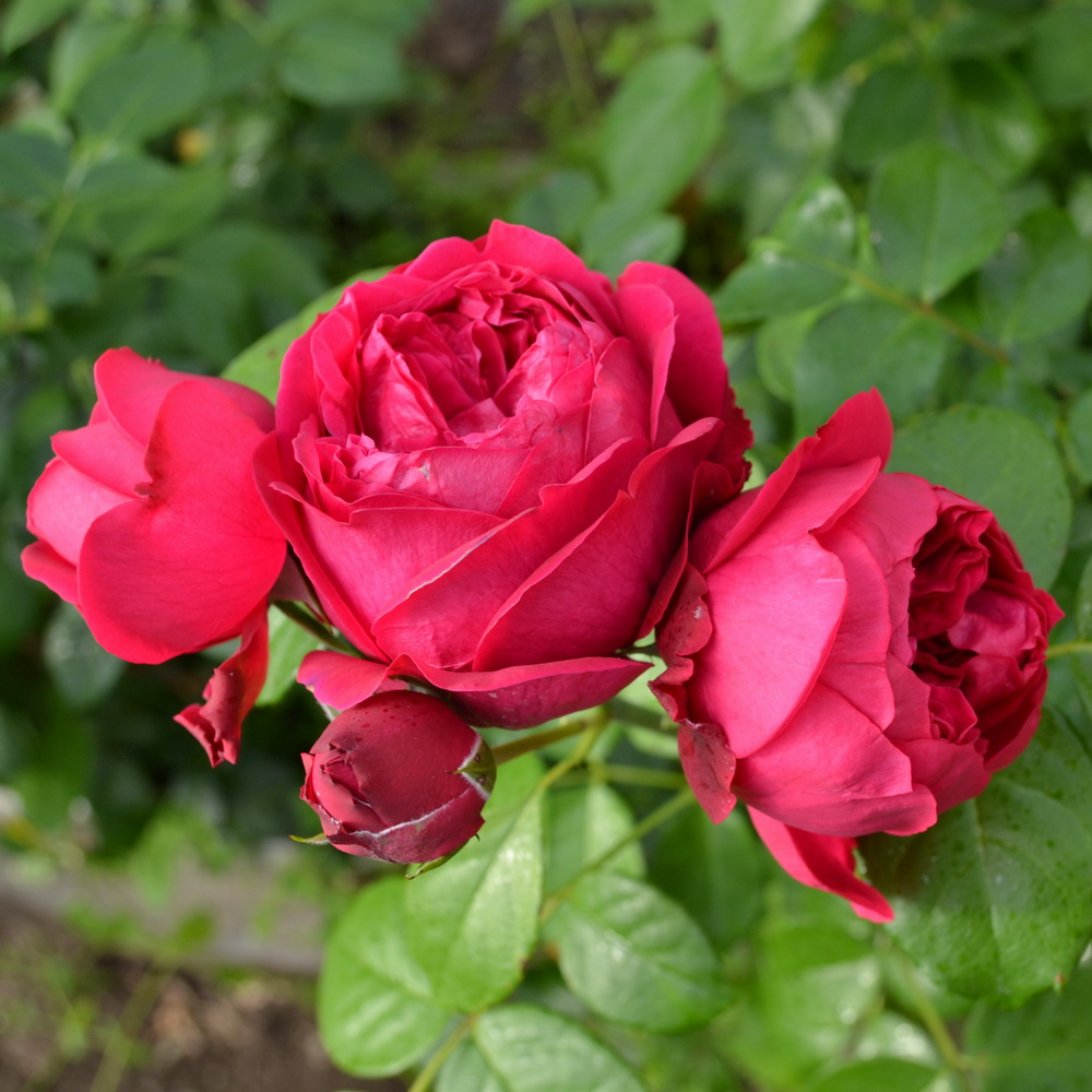 Роза red eden rose фото и описание