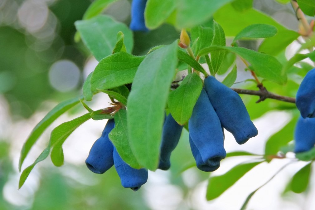 Секс қожайын трахается қызметші