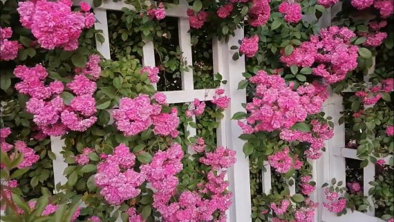 Троянда Дороті Перкінс (Dorothy Perkins) Плт - 4