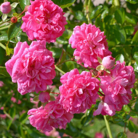 Троянда Дороті Перкінс (Dorothy Perkins) Плт - 1