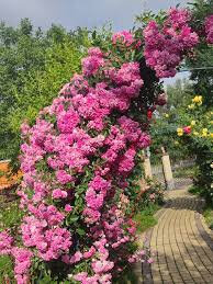 Троянда Дороті Перкінс (Dorothy Perkins) Плт - 2