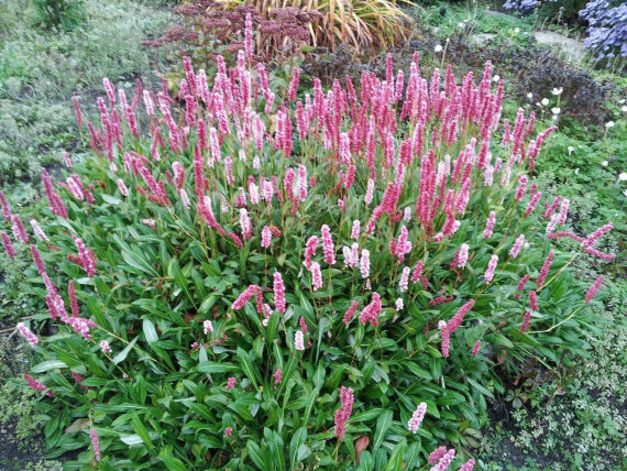 Персікарія/Горець Дерджеллінг Ред (Darjeeling Red) - 2