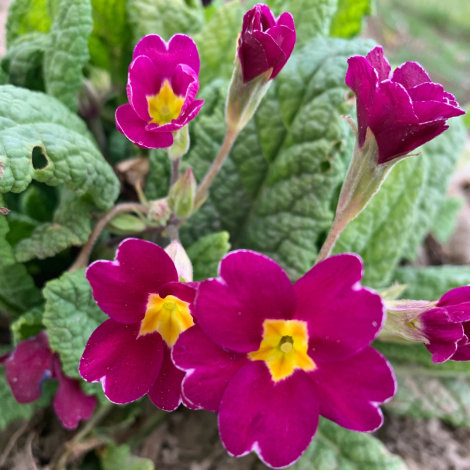 Примула Піонер Роуз (Pioneer Rose) - 1