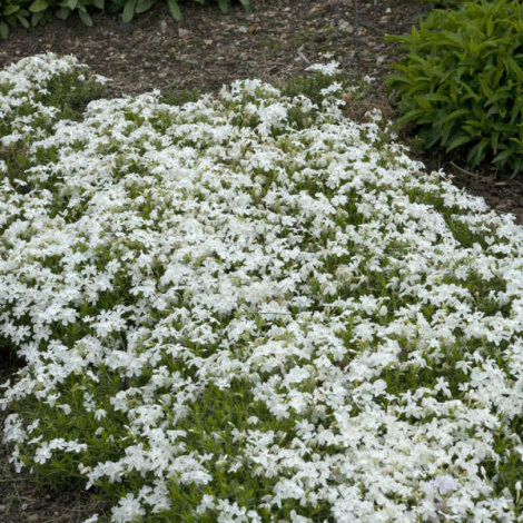 Флокс шилоподібний Вайт Делайт (White Delight) - 2