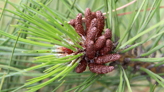 Сосна чорна Пірамідаліс (Pyramidalis) - 3