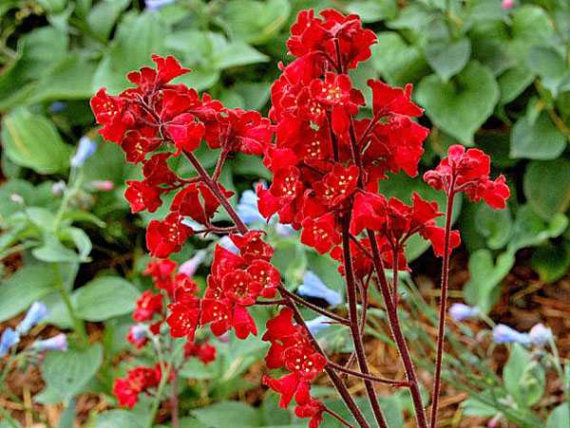 Гейхера криваво-червона Спленденс (Splendens) - 3
