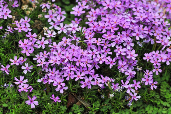 Флокс шилоподібний Пурпл Б'юті (Purple Beauty) - 1