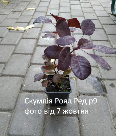 Скумпія Роял Пурпл (Royal Purple) p9 - 5