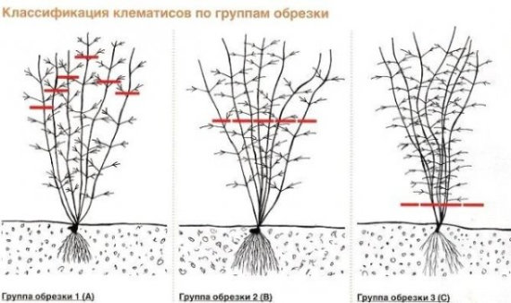 Клематис Надєжда (Nadezhda) - 4