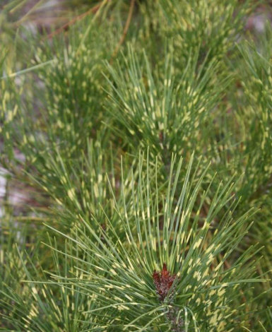 Сосна густоквіткова Бьоркс Ред Варієгейтед (Burke's Red Variegated) - 2