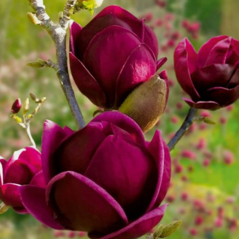 Магнолія гібридна Блек Тюліп (Magnolia Black Tulip) С3 вис. 120-140 - 1