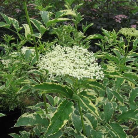Бузина Альбо-Варієгата (Albo Variegata) - 3