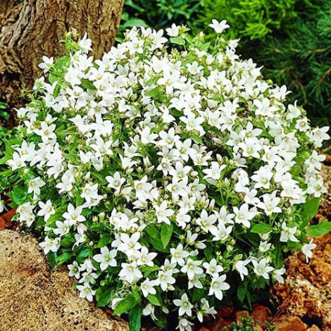 Кампанула Вайт Пуфф (White Pouffe) - 1