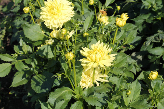 Жоржина жовта дрібноквіткова - 1