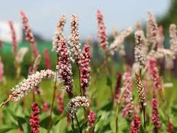 Персікарія/Горець Дерджеллінг Ред (Darjeeling Red) - 3