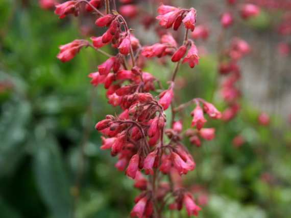 Гейхера криваво-червона Спленденс (Splendens) - 5