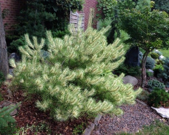 Сосна густоквіткова Бьоркс Ред Варієгейтед (Burke's Red Variegated) - 1