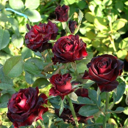 Троянда Чорна Баккара (Black Baccara) Чг - 5