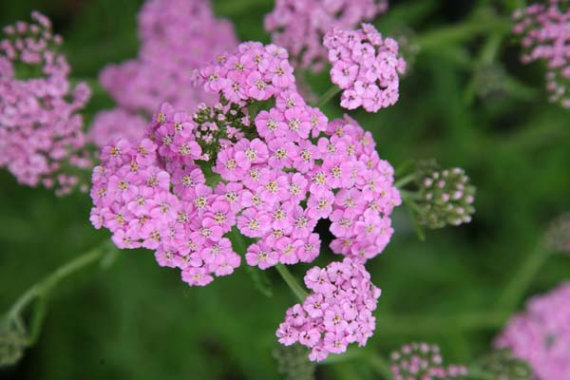 Деревій Lilac Beauty (Лілак Б'юті) - 2