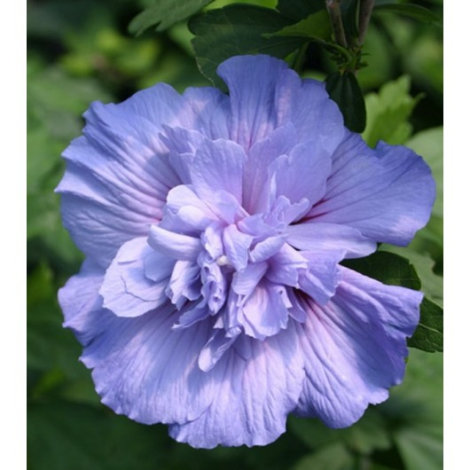 Гібіскус Блю Шифон (Blue Chiffon) - 3
