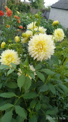 Жоржина Канарі Фубукі (Canary Fubuki) - 3