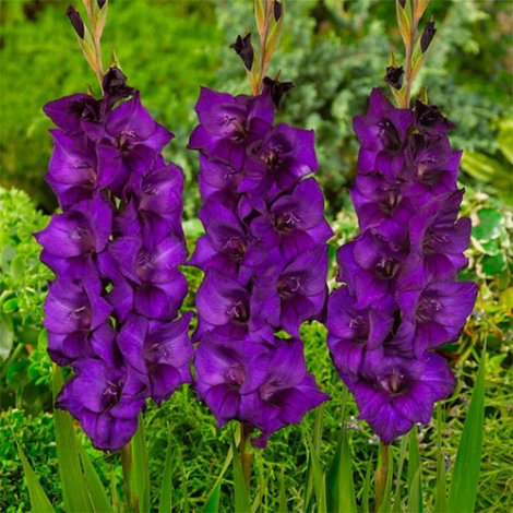 Гладіолус Пурл Флора (Purple Flora) - 1