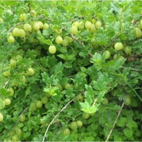 Аґрус Джерело (Роднік) - 3