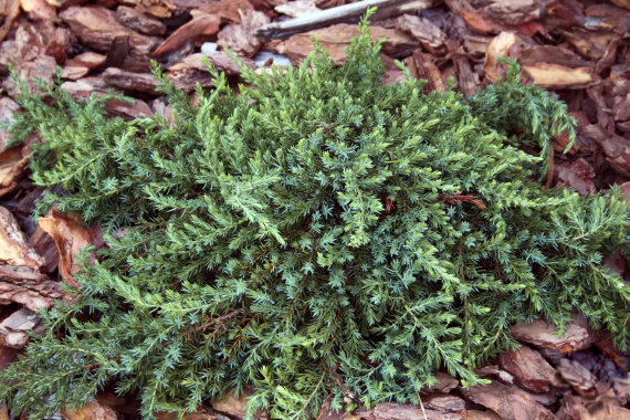Ялівець звичайний Грінмонтл (Greenmantle) - 1
