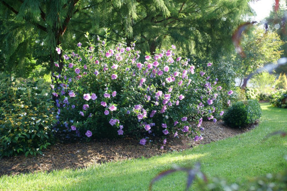 Гібіскус Лавендер Шифон (Lavender Chiffon) - 4