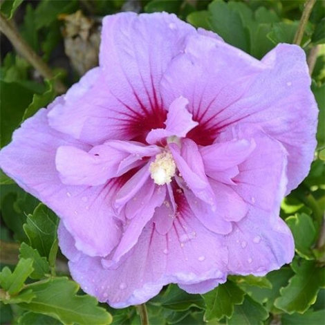 Гібіскус Лавендер Шифон (Lavender Chiffon) - 3