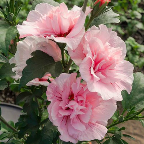 Гібіскус Пінк Шифон (Pink Chiffon) - 1