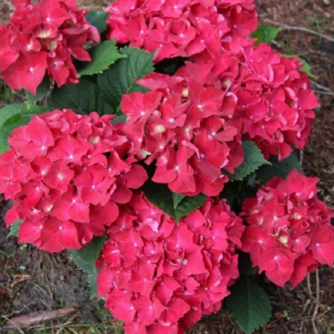 Гортензія крупнолиста Роял Ред (Royal red) - 1