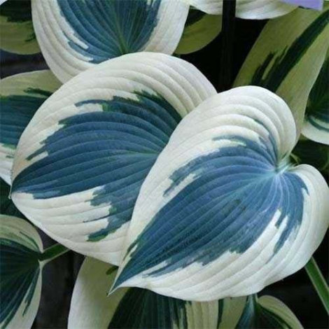 Хоста Блю Айвори (Blue Ivory) - 2