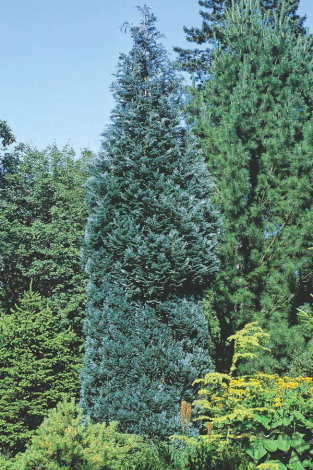 Кипарисовик Лавсона Пельтс Блю (Pelt’s Blue) - 1