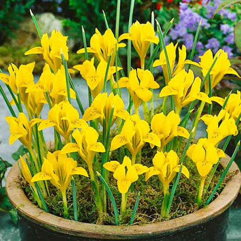 Ірис Данфорда (Iris danfordiae) 5 шт/уп - 2