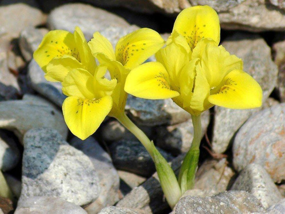 Ірис Данфорда (Iris danfordiae) 5 шт/уп - 1