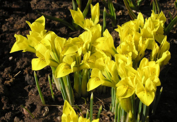 Ірис Данфорда (Iris danfordiae) 5 шт/уп - 3