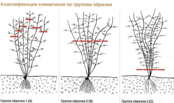 Клематис Розамунда (Rosamunde) - 4