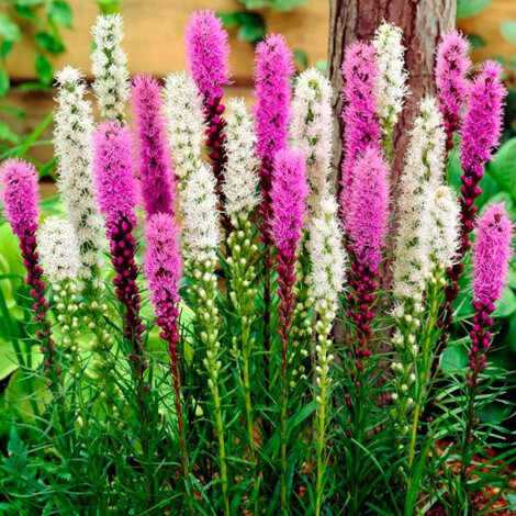 Ліатрис суміш - 1