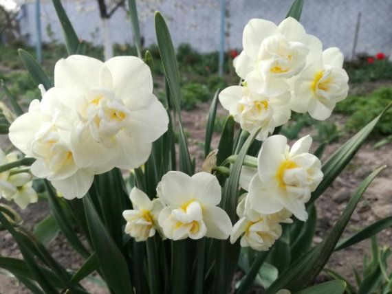 Нарцис багатоквітковий Чирфулнесс (Cheerfulness) 2шт/уп - 2