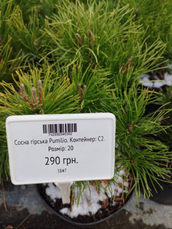Сосна гірська Пуміліо (Pumilio) - 2