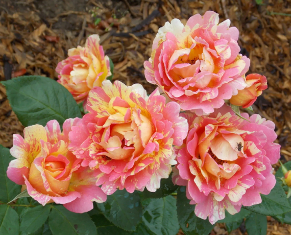 Троянда Роз де Сістерсьен (Rose des Cisterciens) Шраб - 2
