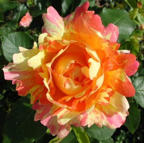 Троянда Роз де Сістерсьен (Rose des Cisterciens) Шраб - 1