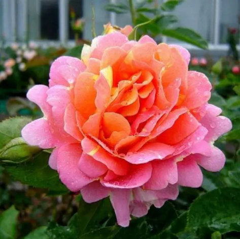 Троянда Роз де Сістерсьен (Rose des Cisterciens) Шраб - 4