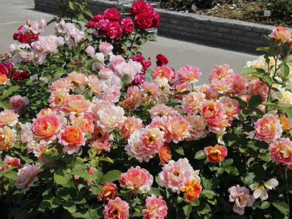 Троянда Роз де Сістерсьен (Rose des Cisterciens) Шраб - 3