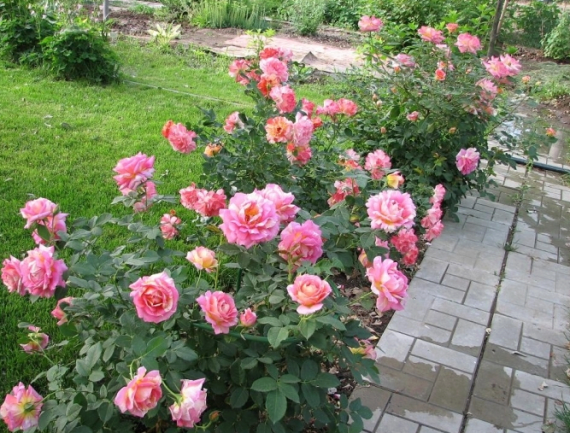 Троянда Роз де Сістерсьен (Rose des Cisterciens) Шраб - 5